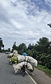 File:Musanze Cabbage Harvesting.jpg