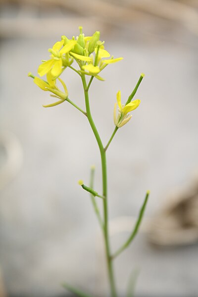 File:Mustard Flower.JPG