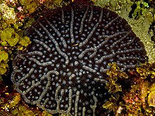 Mycetophyllia alliciae (Menonjol Kaktus Karang).jpg