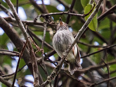 Myiornis albiventris