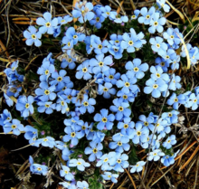 Myosotis nella Siberia orientale