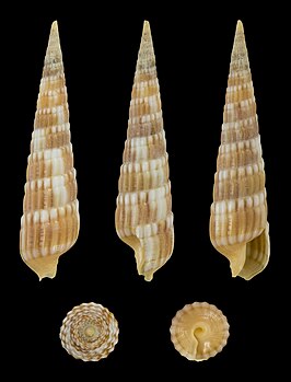 Myurella columellaris