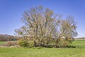 * Nomination Natural monument "Dry grassland formation with group of trees" near Kleinrheinfeld --Plozessor 05:44, 16 December 2023 (UTC) * Promotion Good quality --Llez 06:33, 16 December 2023 (UTC)