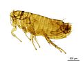 NHMUK010177269 A rodent flea - Amalaraeus penicilliger mustelae (Dale, 1878).jpg