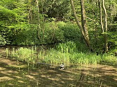 Stockente im naturnahen Teich