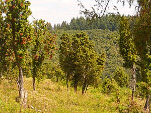 Vegetation in the NSG (2012)