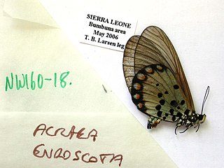 <i>Acraea endoscota</i> Species of butterfly