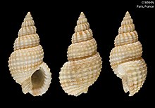 Nassarius roissyi (MNHN-IM-2000-6951).jpeg