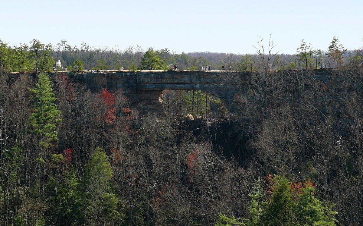 The forest wiki tree bridge