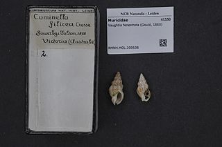 <i>Vaughtia fenestrata</i> Species of gastropod