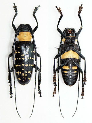 <i>Nemophas helleri</i> Species of beetle