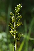 Neottia ovata