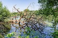 * Nomination Dead tree in the lake “Großer De Wittsee” in Nettetal --Carschten 09:18, 13 July 2020 (UTC) * Promotion  Support Interestung shot! --Scotch Mist 11:02, 13 July 2020 (UTC)