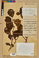 Neuchâtel Herbarium - Alnus pubescens - NEU000020136.jpg