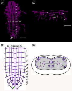 Neuromeren bij de bananenvlieg (insecten)