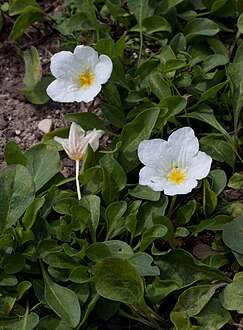 Nierembergia repens - Fleurs.jpg
