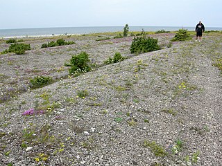 <span class="mw-page-title-main">Beach ridge</span> Wave-swept or wave-deposited ridge running parallel to a shoreline