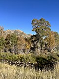 Thumbnail for North Fork Cache la Poudre River