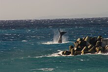 Tail-slapping right whale, Nii-jima, Tokyo, March 02, 2011 North Pacific Right Whale, Niijima, March 2, 2011 by Aramusha F.jpg