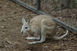 Northern Nail-tail Wallaby Featherdale.jpg