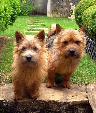 <span class="mw-page-title-main">Norwich Terrier</span> Dog breed