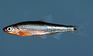 <span class="mw-page-title-main">Tennessee shiner</span> Species of fish