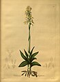 Chloraea lamellata plate 55 in: E.F. Poeppig & S. Endlicher Nova genera ac species plantarum, quas in regno Chilensi Peruviano et in terra Amazonica (Orchidaceae) (1827–1832)