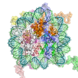 Gene Expression