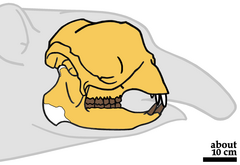 Numidotherium koholense skull.png