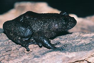 <i>Nyctibatrachus</i> Genus of amphibians