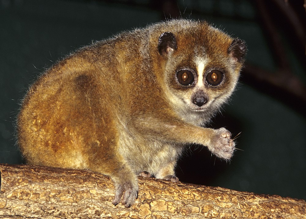 The average litter size of a Pygmy slow loris is 1