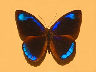 <i>Eunica pomona</i> Species of butterfly