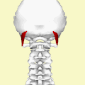La mateixa animació anterior, però sense una part del crani. Només l'occipital.