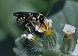 Ochreriades fasciatus, זכר אוסף צוף מעוקץ-עקרב, שפלת יהודה