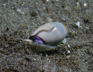 <i>Olivella</i> (gastropod) genus of molluscs