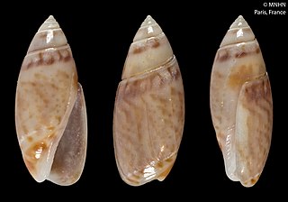 <i>Olivella mandarina</i> Species of gastropod