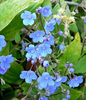 <i>Omphalodes cappadocica</i>