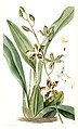 Oncidium maculatum (as syn. Cyrtochilum maculatum) plate 44 in: Edwards's Bot. Register (Orchidaceae), vol. 24, (1838)