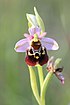 Ophrys holoserica Cartigny 03 06 2013 11.jpg