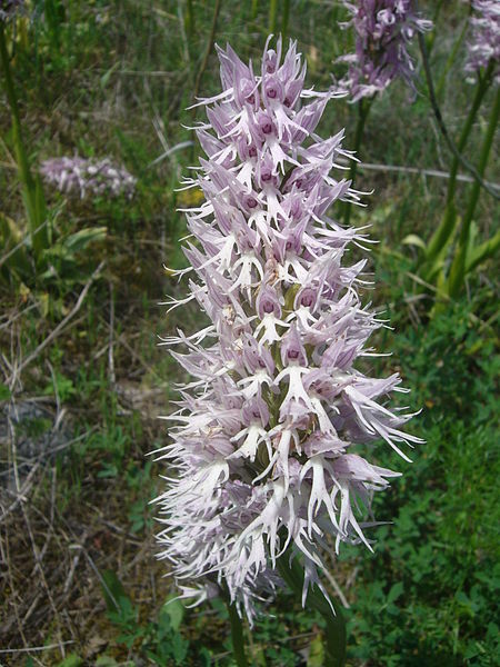 File:Orchis italica.006 - Serra de Enciña de Lastra.JPG