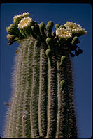 Organ Pipe Cactus National Monument ORPI2069.jpg