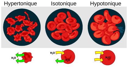 Oszmotikus nyomás a vérsejteken diagram-en.svg