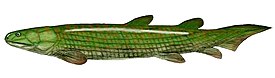 Rekonstrukce Osteolepis sp.