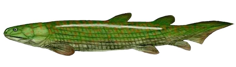 File:Osteolepis BW 1.jpg