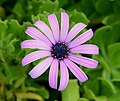 * Nomination Flower of a Osteospermum ecklonis. Porto Covo, Portugal -- Alvesgaspar 23:01, 15 October 2015 (UTC) * Promotion Good quality. --Ralf Roletschek 14:28, 20 October 2015 (UTC)