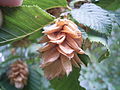 leaves and fruits