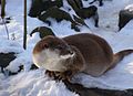 Otter in winter.jpg