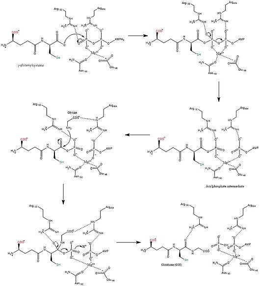 Reaction mechanism for GSH biosynthesis. Glutamate and cysteine side chains are shown in red and green, respectively. Overall synthesis rxn of GSH.jpg