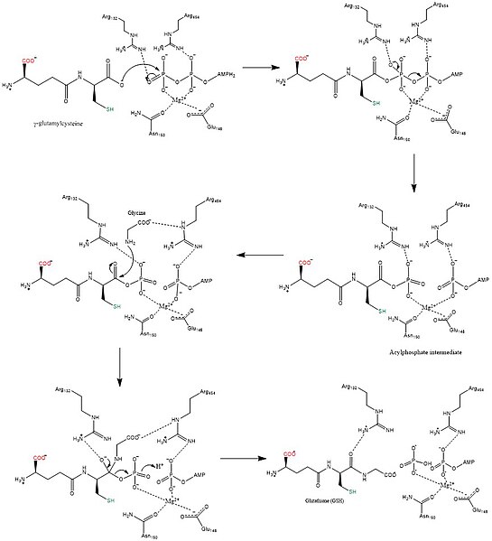 File:Overall synthesis rxn of GSH.jpg