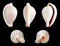 * Nomination Shell of a pink-mouth egg snail, Ovula costellata --Llez 04:56, 16 October 2014 (UTC) * Promotion Good quality. --Jacek Halicki 09:39, 16 October 2014 (UTC)